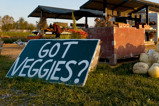 500 ACRES OF PRIME AGRICULTURAL LAND PROTECTED