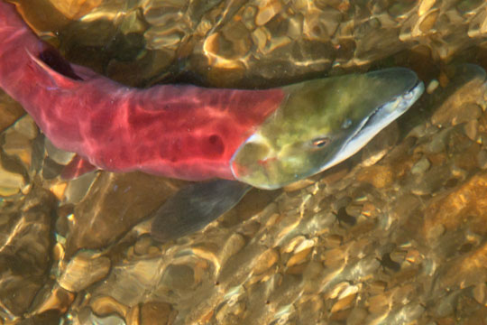 10 MILES OF NATURAL RIVERINE PROCESSES RESTORED