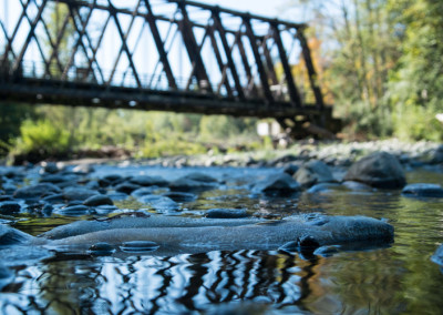 A Win-Win Project for People, Nature and Our Treasured Salmon